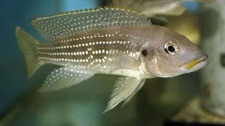 Lamprologus tetracanthus