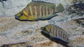 Lamprologus comp. mutondwe