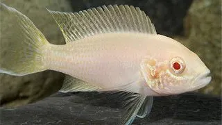 Lamprologus brichardi albin