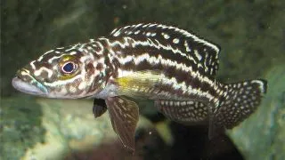 Lamprologus nkambae