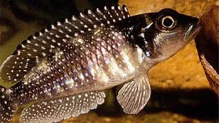 Lamprologus meleagris
