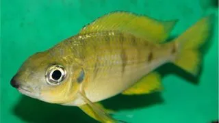 Ophthalmotilapia nasuta Kipili Gold