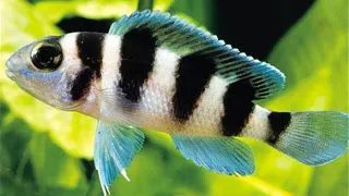 Lamprologus tretocephalus