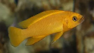 Lamprologus leleupi orange