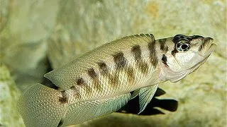 Lamprologus fasciatus