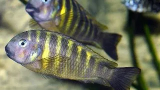 Tropheus brichardi kipilli