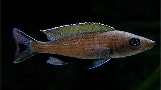 Paracyprichromis brieni