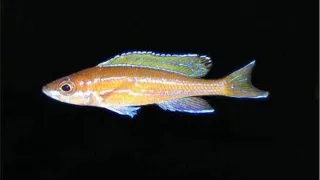 Paracyprichromis nigrippinis blue neon alb