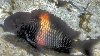 Tropheus moorii brabant /rutu