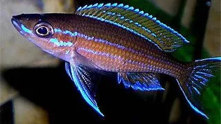 Paracyprichromis blue neon