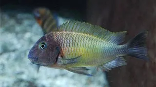 Tropheus moorii linangu