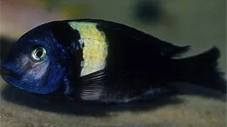 Tropheus duboisi maswa