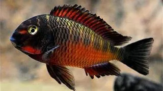 Tropheus moorii chimba
