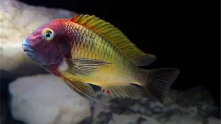 Tropheus moorii nkonde