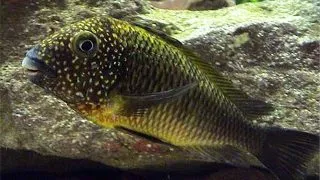 Tropheus moorii murago