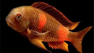 Tropheus moorii double spot