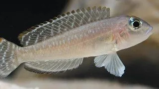 Lamprologus signatus