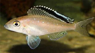 Xenotilapia spilopterus kacheze