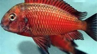 Tropheus moorii moliro