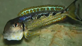 Xenotilapia ochrogenys MZURI