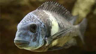 Tropheus duboisi