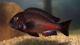 Tropheus moorii chipimbi