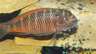 Tropheus moori moliro fire craker