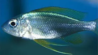 Ophthalmotilapia nasutus