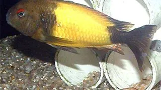 Tropheus moorii ikola