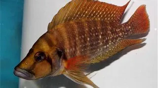 Lamprologus comp. tanzania red fin