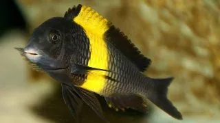 Tropheus moori kiriza