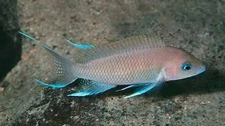 Lamprologus marunguensis