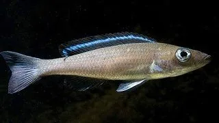 Paracyprichromis sp. velifer