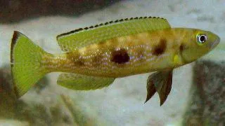 Lamprologus attenuatus