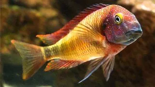 Tropheus moorii orange II bemba
