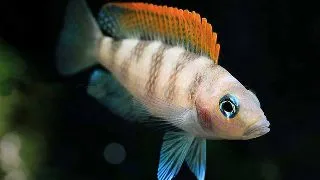 Lamprologus caudopunktatus r. f.