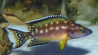 Lamprologus buescheri katoto