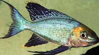 Cyathopharynx furcifer rutunga