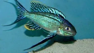 Cyathopharynx furcifer resha