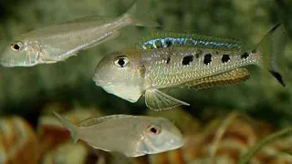 Xenotilapia ochrogenys ndole