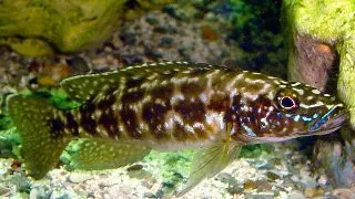 Lamprologus kendalli