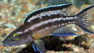 Lamprologus buscheri