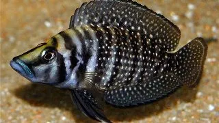 Altolamprologus calvus black pearl