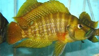 Altolamprologus compressiceps red fin kagunga
