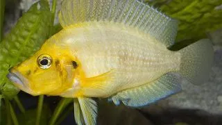 Altolamprologus compressiceps gold