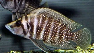 Altolamprologus calvus black zaire moliro