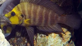 Altolamprologus compressiceps gold head kantalamba