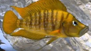 Altolamprologus compressiceps gombe