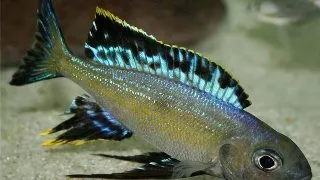 Cyathopharynx furcifer