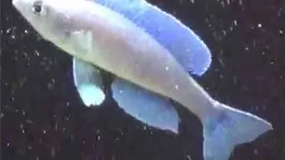 Cyprichromis leptosoma mpimbwe